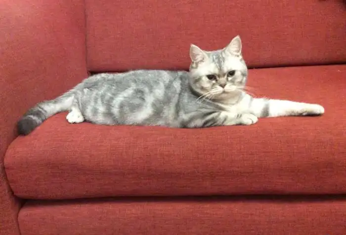 Британский мраморный кот, фотография 1