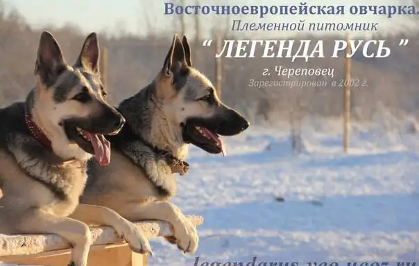 Восточноевропейская овчарки с отл.род.РКФ, фотография 1