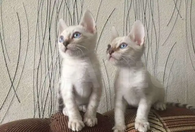 Бенгальские котята снежные линкс, фотография 2