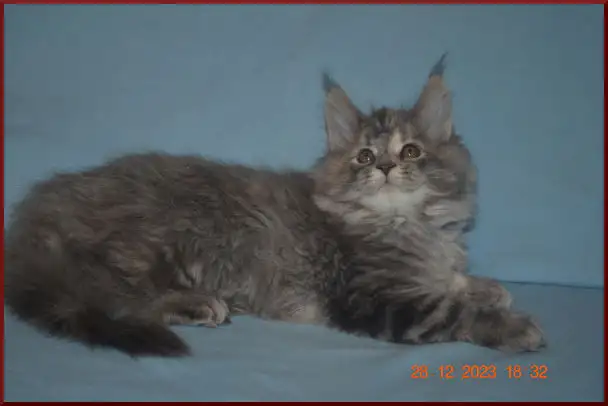 Великолепные котята мейн-кун из питомника, фотография 10