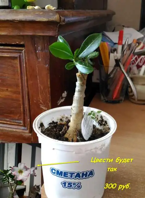 Адениумы сортовые., фотография 4