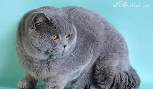Британский кот на вязку, фотография 1