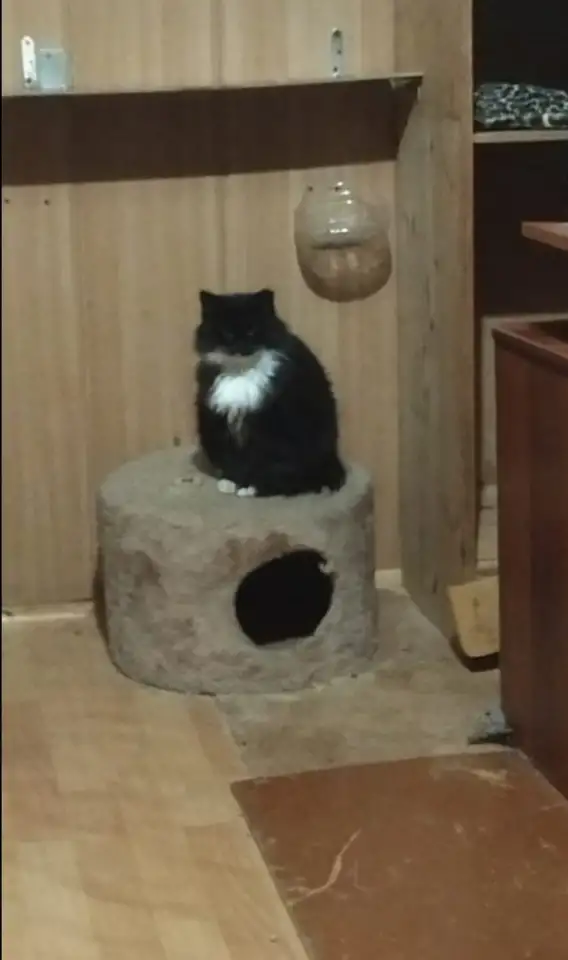 В добрые руки сибирская кошка-красавица Мэри, фотография 2