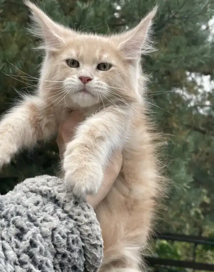 Мейн Кун котята, фотография 5
