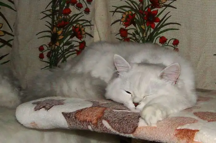 Серебряные пушистые котята, фотография 6