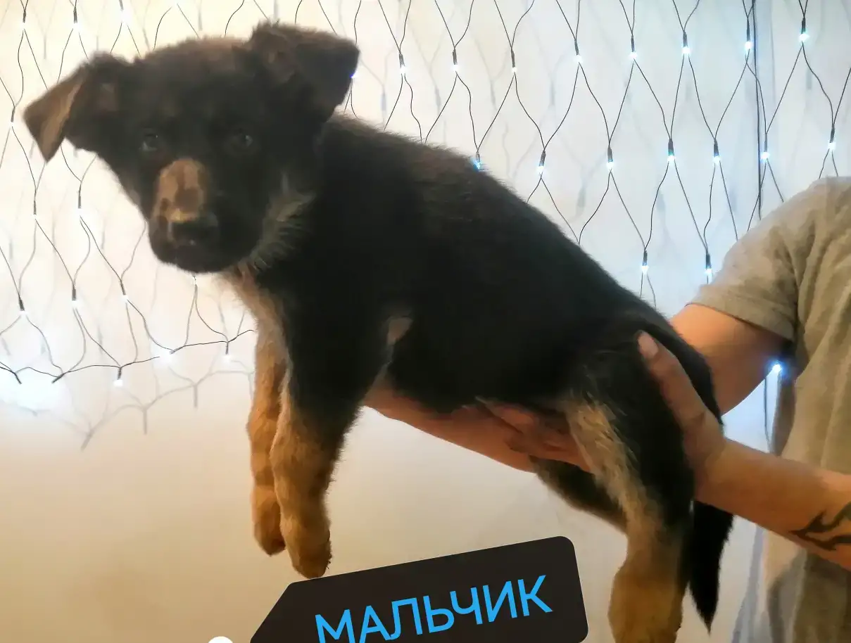 Щенки немецкой овчарки рабочего типа!, фотография 2
