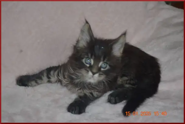 Породистый котик мейн-кун из питомника, фотография 2
