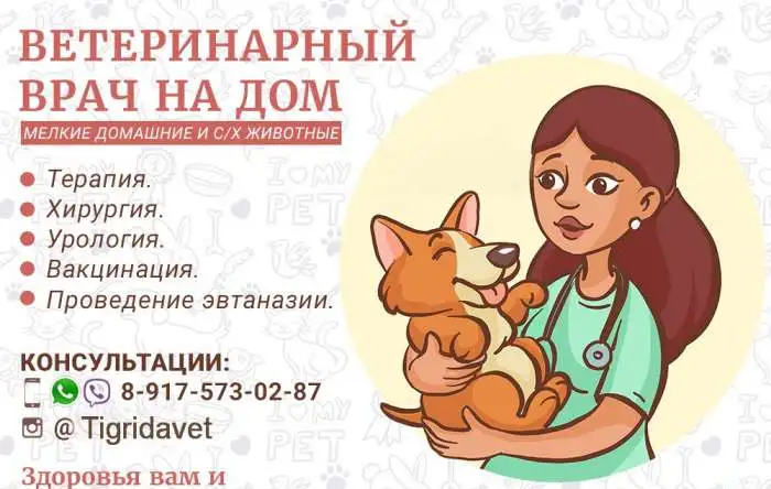 Ветеринарный врач на дом. Московская область, фотография 2