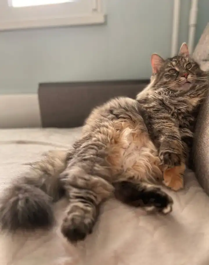Кошечка Скрипка ищет любящую семью, фотография 7