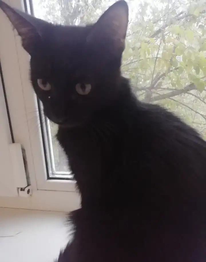 Отдам котят в добрые руки, фотография 4