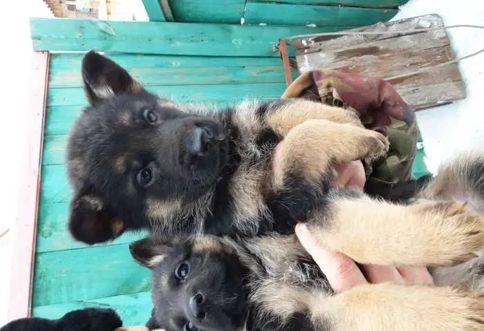 Щенки немецкой овчарки, фотография 1