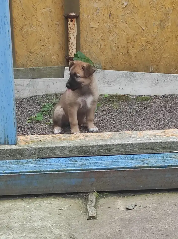 Собака в добрые руки., фотография 2