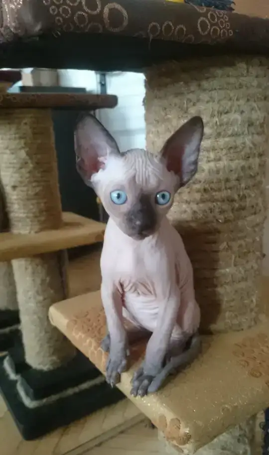 котята канадского сфинка, фотография 3