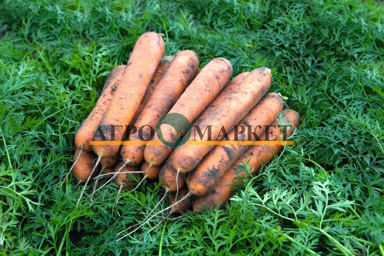 Морковь номинатор f1 1,6-1,8 (1 000 000 семян) bejo, фотография 1