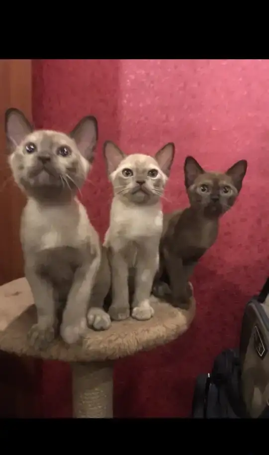 Котята Европейской бурмы, фотография 4