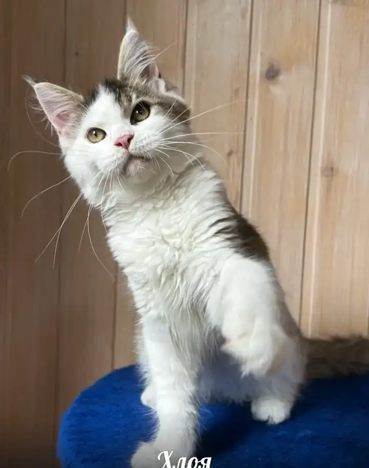Котята Мейн Кун, фотография 3