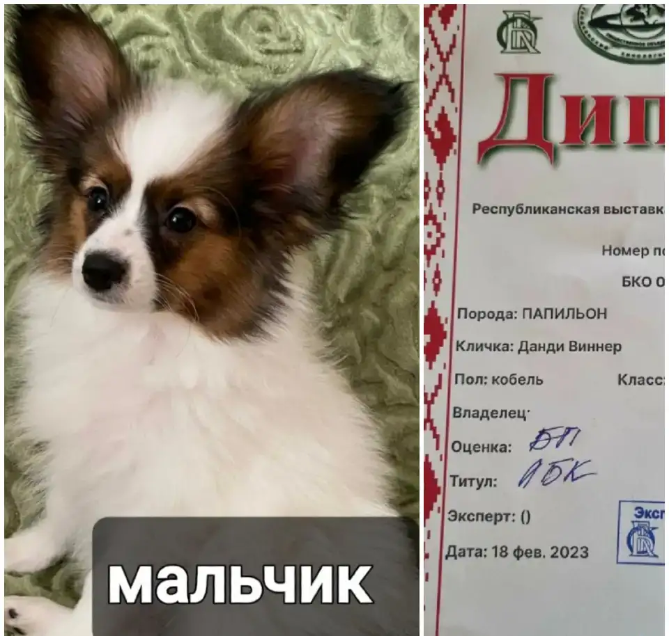 Щенки папильона, фотография 1
