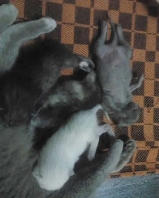 продам котят от британской кошки, фотография 2