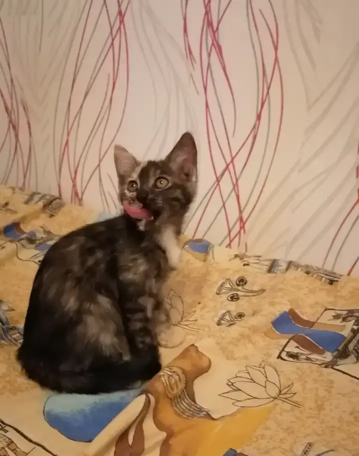 Отдам котят добрым людям, фотография 2
