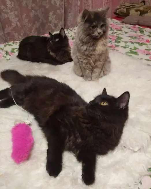 Отдам черную, бомбейскую кошечку, фотография 9