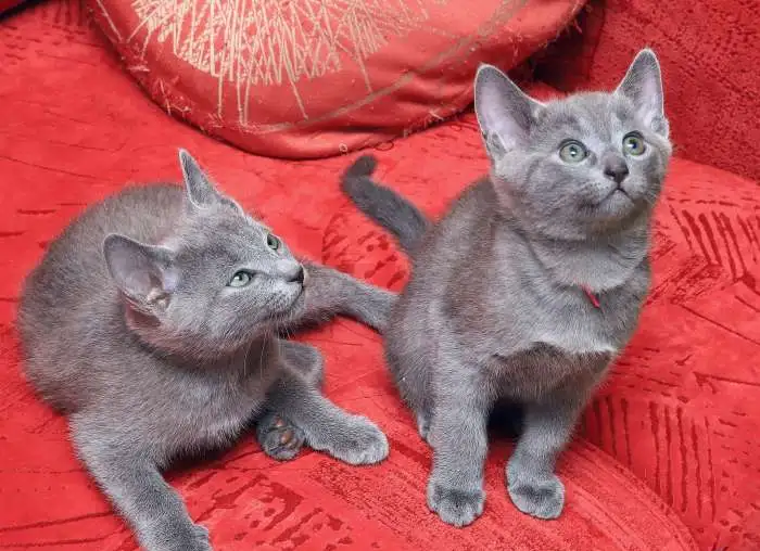 Продам котят русской голубой кошки, фотография 8