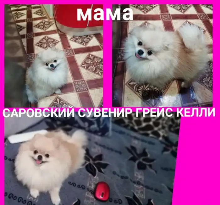 щенок померанского шпица девочка, фотография 3