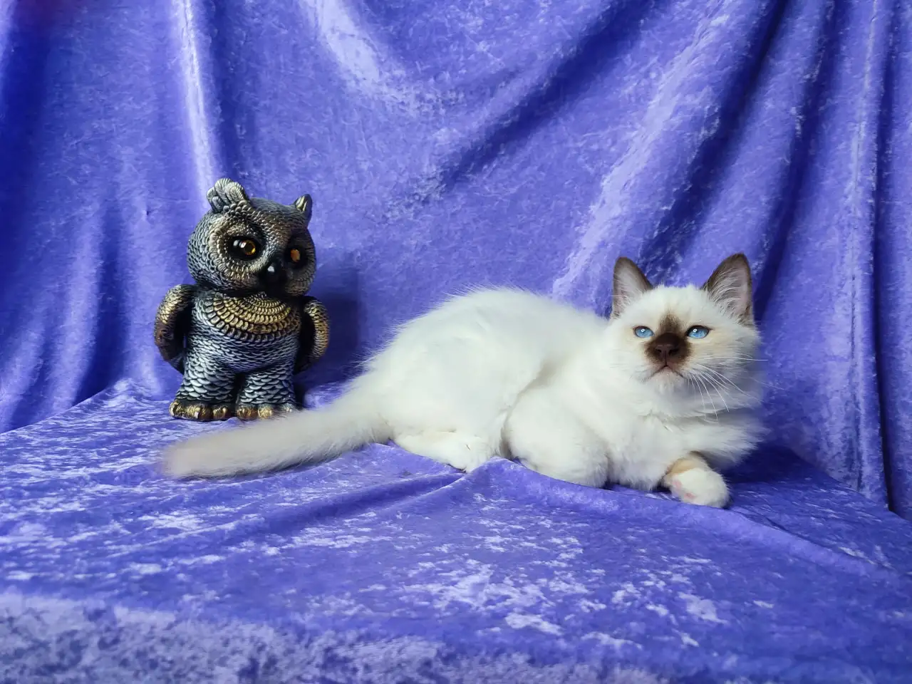 Котенок священной бирмы, фотография 1