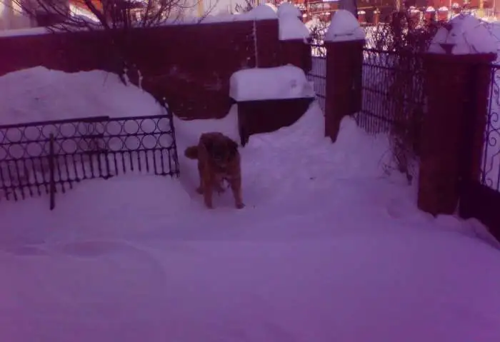 отдам даром, фотография 2
