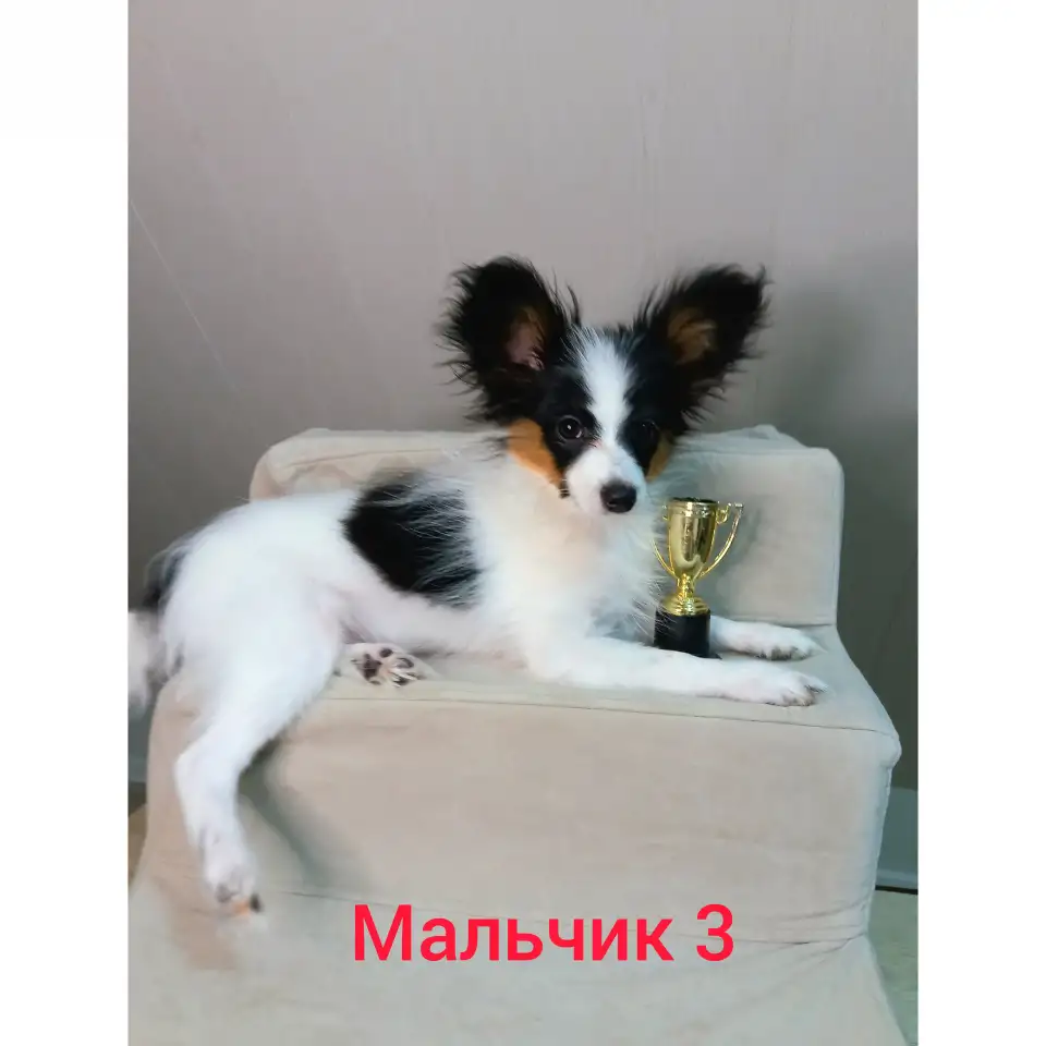 Щенки папийона, фотография 1