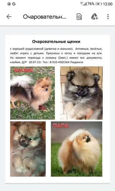 Щенки померанского шпица, фотография 3