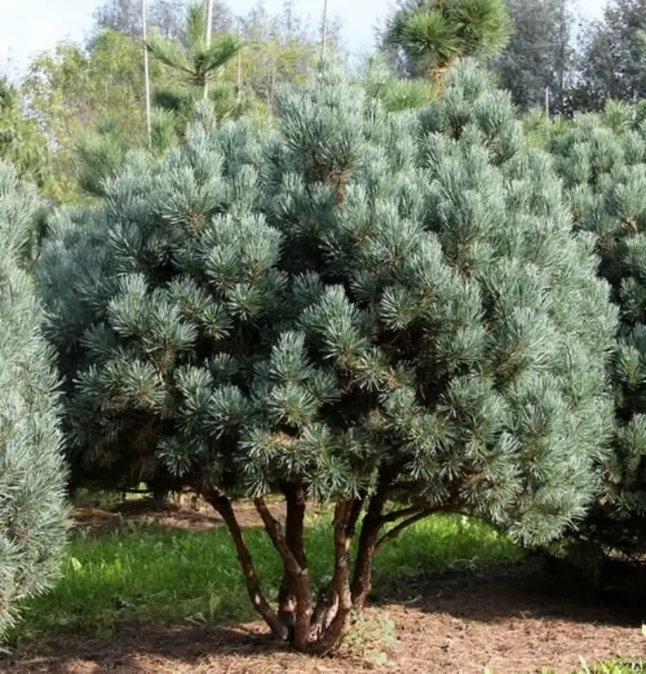 Сосна обыкновенная ватерери (pinus sylvestris watereri) (100-120см, саженец конт. 130л), фотография 1