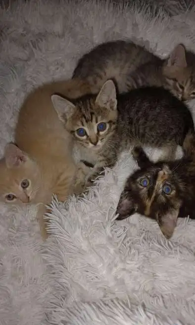 Котята, фотография 4