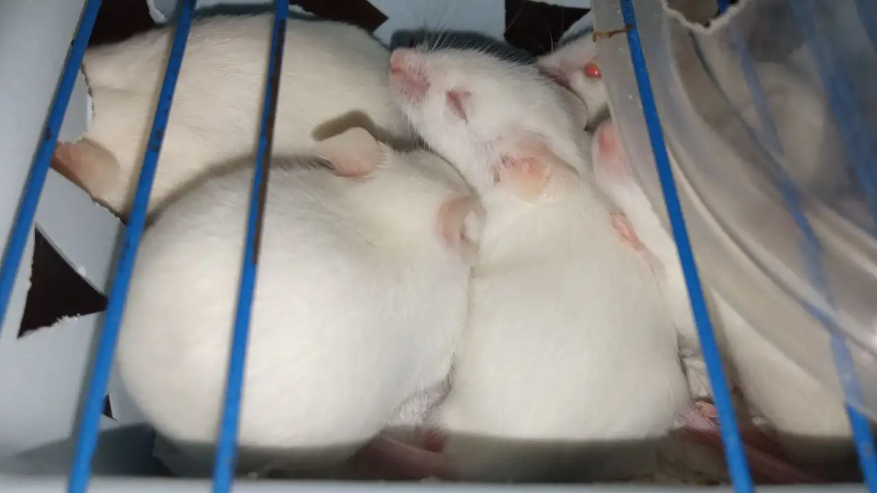 Кормовые мыши живые  Декоративные  Лабораторные, фотография 4