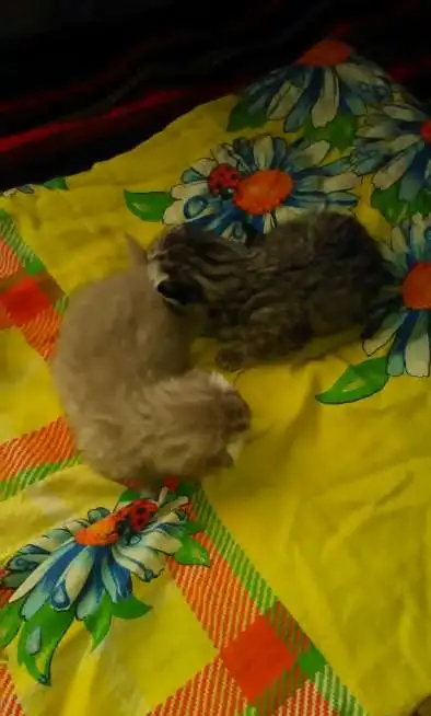 Шотландские котята., фотография 2