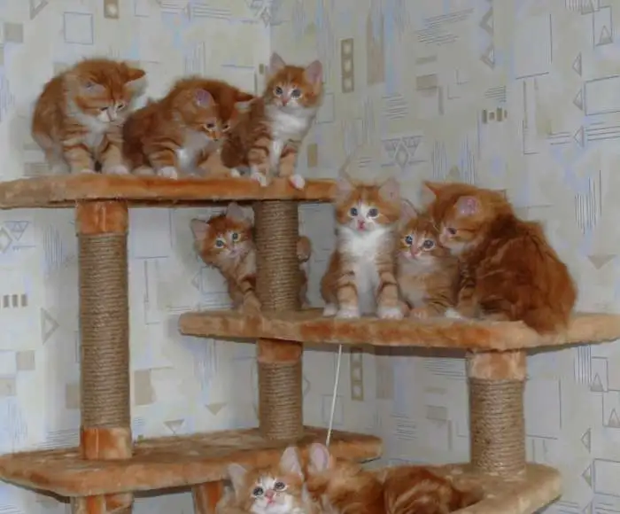 Высокородные котята курильского бобтейла, фотография 1