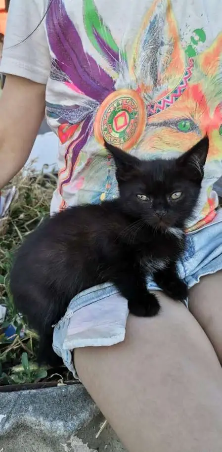 Котята ищут дом, фотография 4