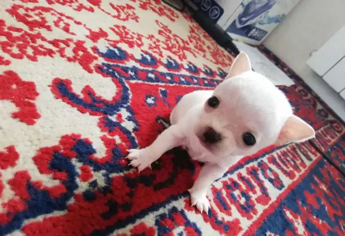 Продам щенят Чихуахуа, фотография 5
