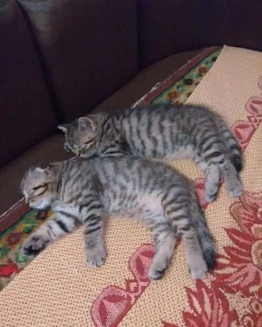 Продам шотландских котят. Мальчик фолд, девочка страйт, фотография 1