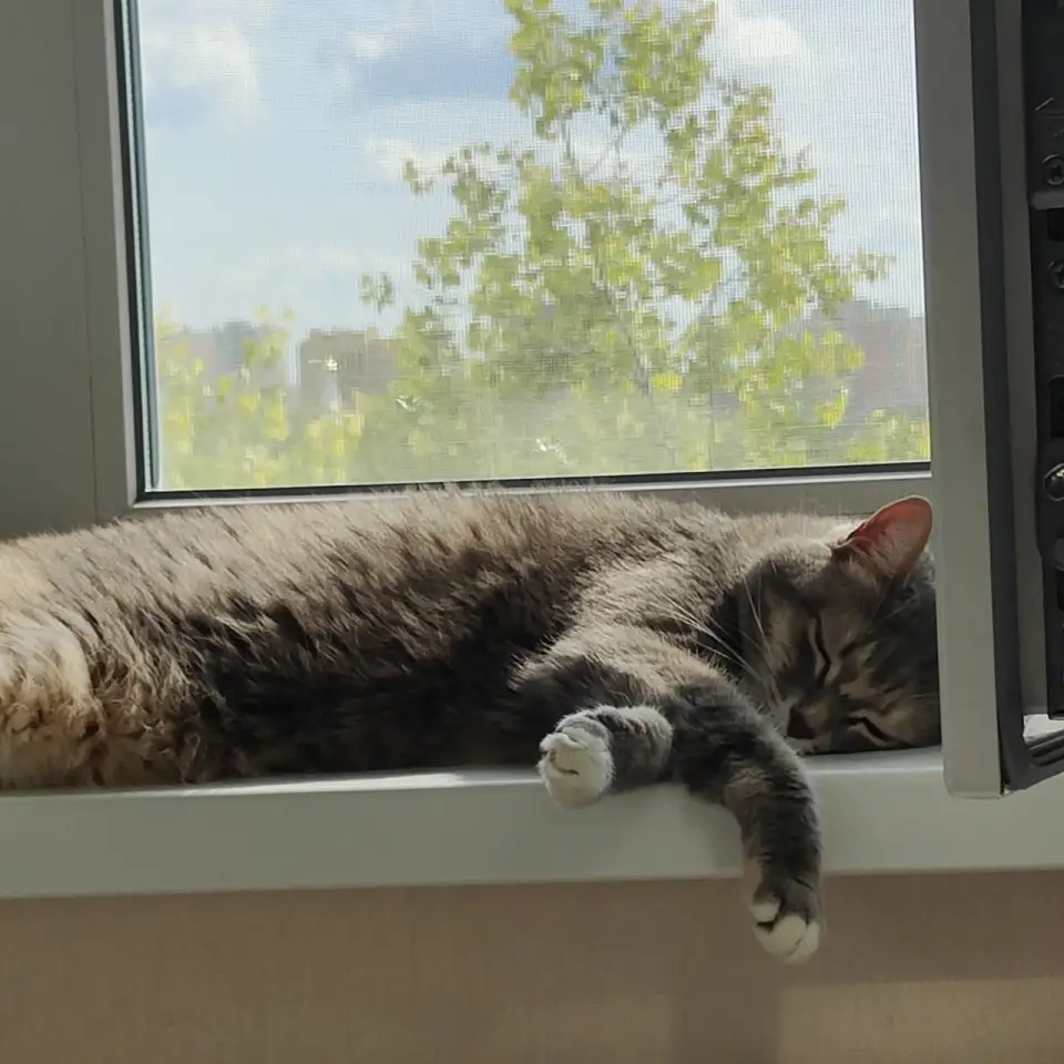 Кошка, фотография 4