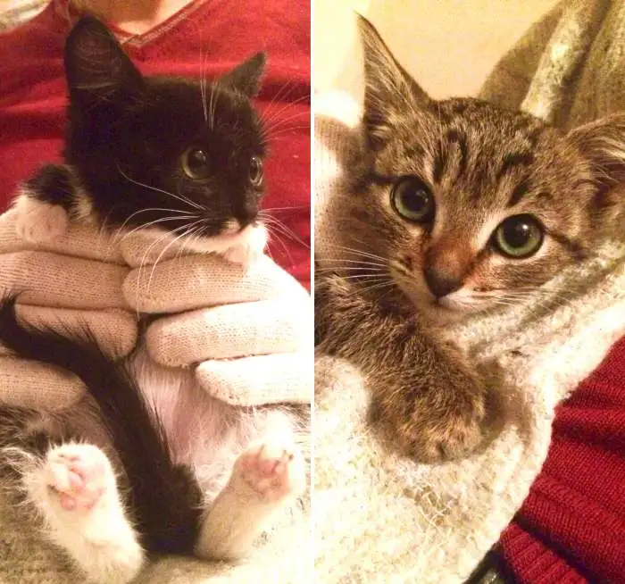 Котята-малыши ,отдам в добрые руки !, фотография 6