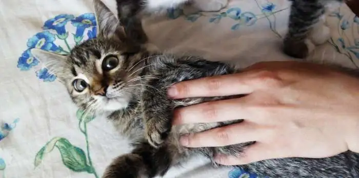 Котята спешат покорить ваше сердечко!, фотография 3