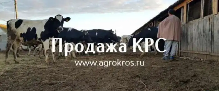 В продаже молочные нетели Черно-пестрой породы. КРС оптом живым весом, фотография 2